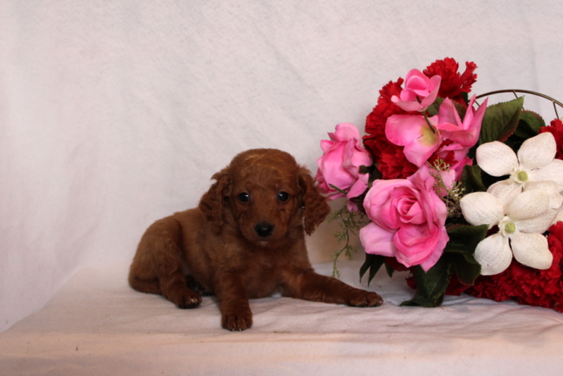 puppy, for, sale, Mini Goldendoodle F2B, Matthew B. Stoltzfus, dog, breeder, Gap, PA, dog-breeder, puppy-for-sale, forsale, nearby, find, puppyfind, locator, puppylocator, aca